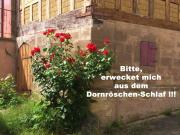 Mit einem Click zum Angebot der Woche